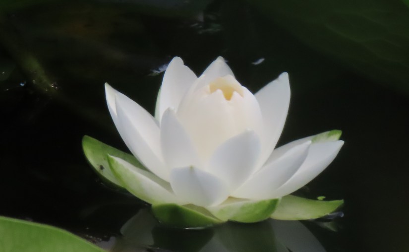 Court Ruling Illustrates The Limits ERISA Places On Insurers’ Discretion To Decide&nbsp;Claims