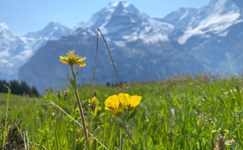 Ninth Circuit Helps Clarify Meaning of “Earnings” In Disability&nbsp;Insurance