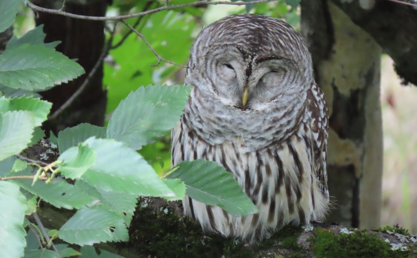 Washington Federal Court Helps Clarify Meaning of IFCA’s “Payment of Benefits”&nbsp;Provision